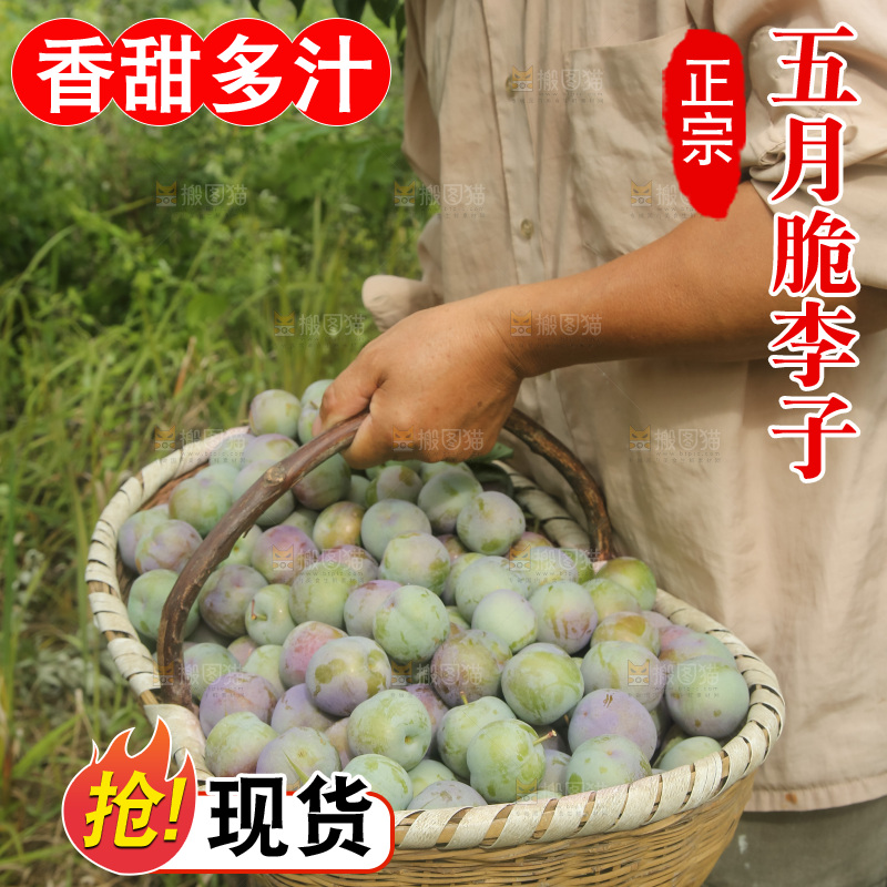 新鲜现摘的五月脆李