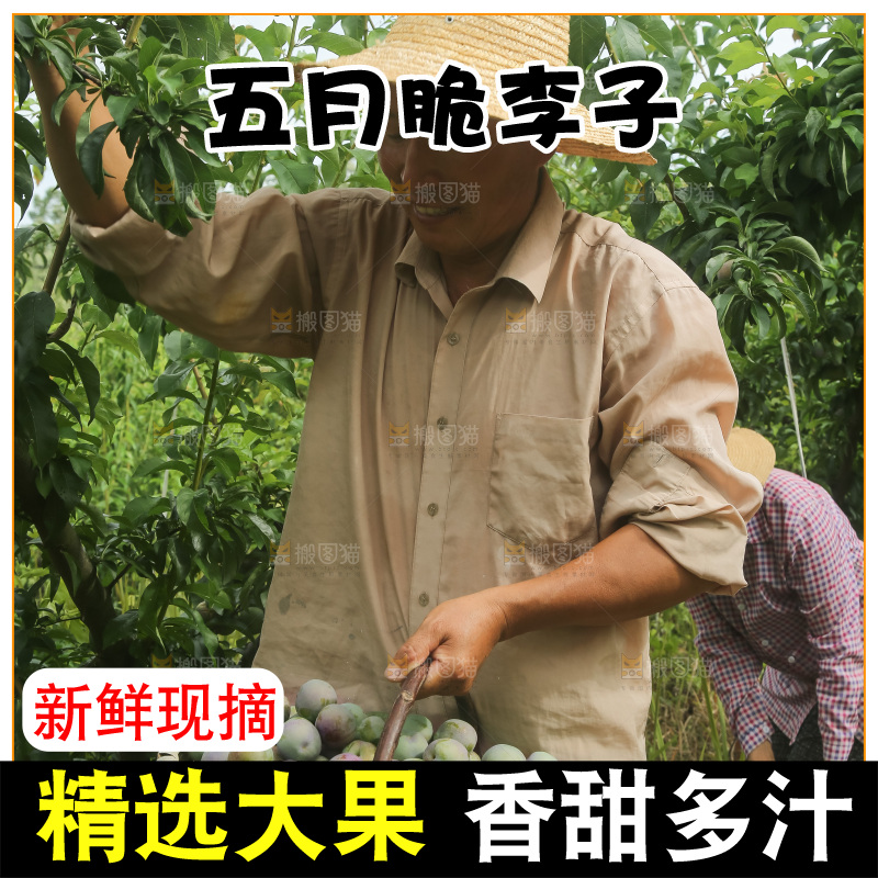 新鲜现摘的五月脆李