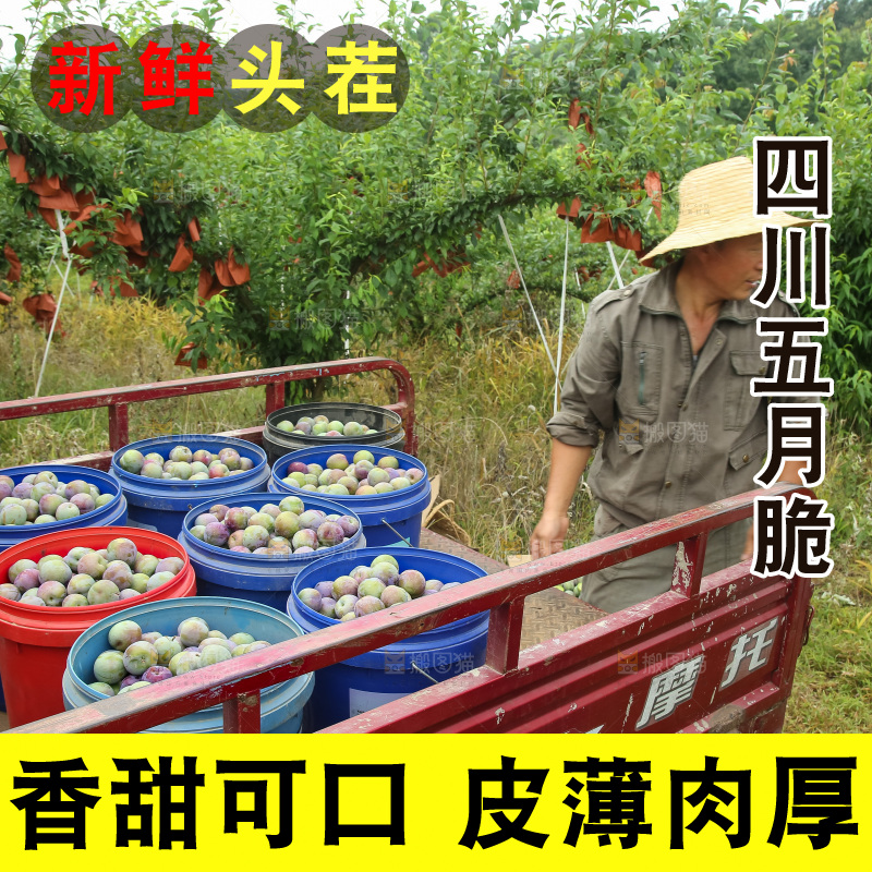新鲜现摘的五月脆李