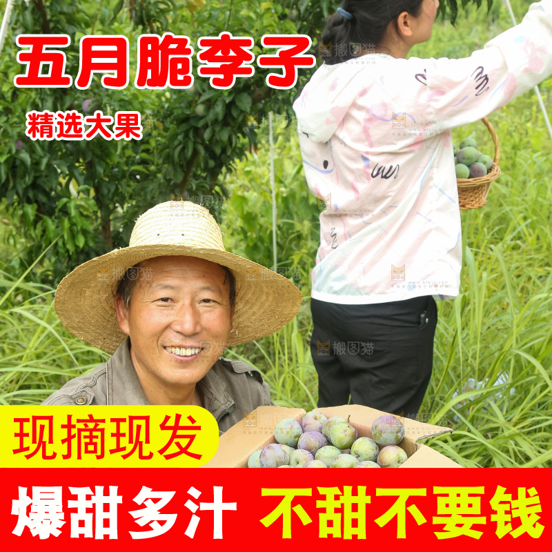 新鲜现摘的五月脆李