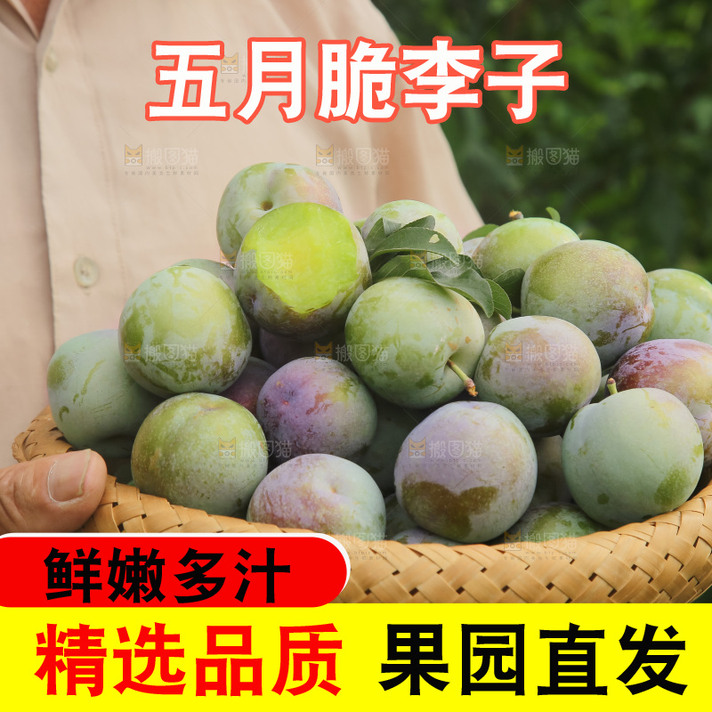 新鲜现摘的五月脆李