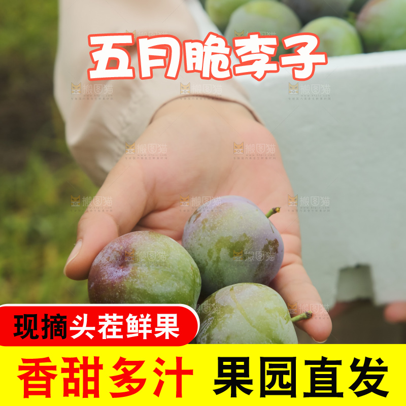 新鲜现摘的五月脆李