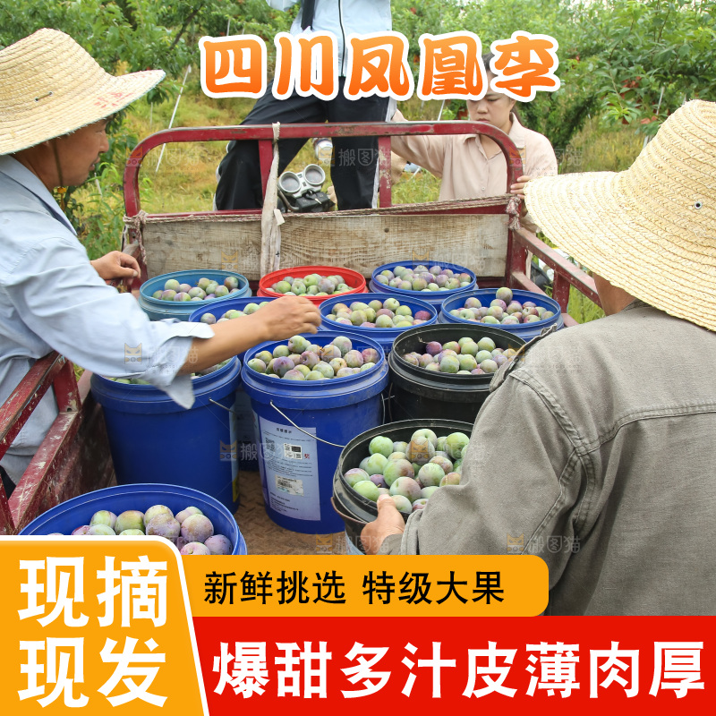 新鲜现摘的五月脆李