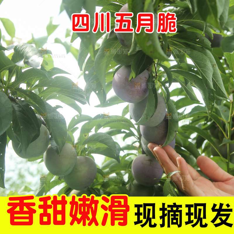 树上的五月脆李