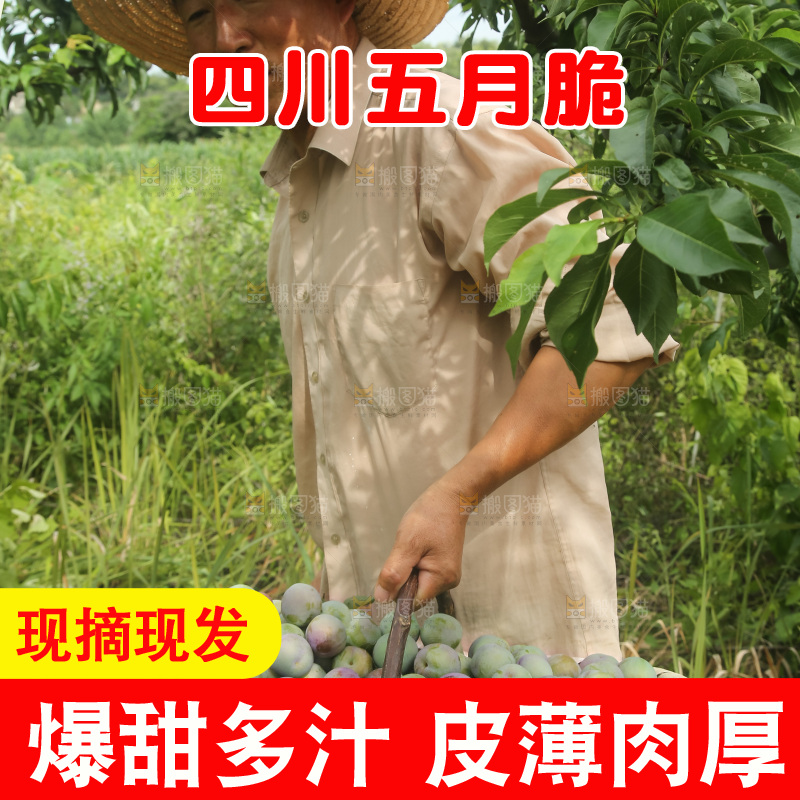 新鲜现摘的五月脆李