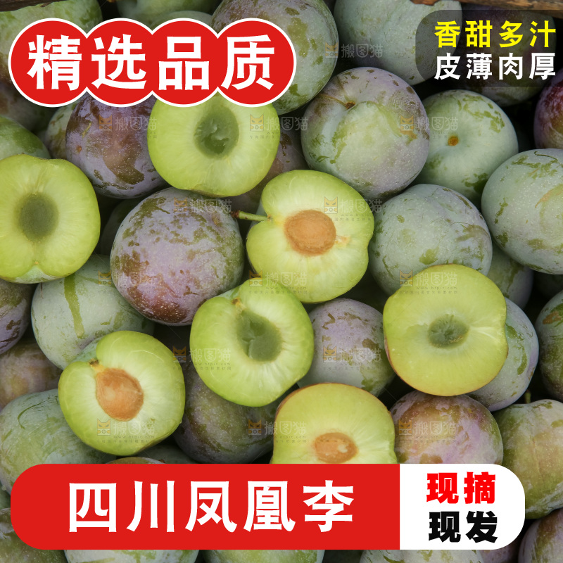 新鲜现摘的五月脆李