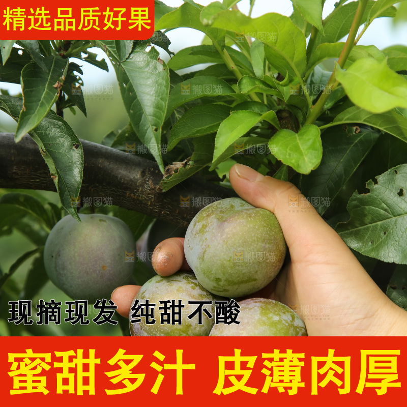 新鲜现摘的五月脆李