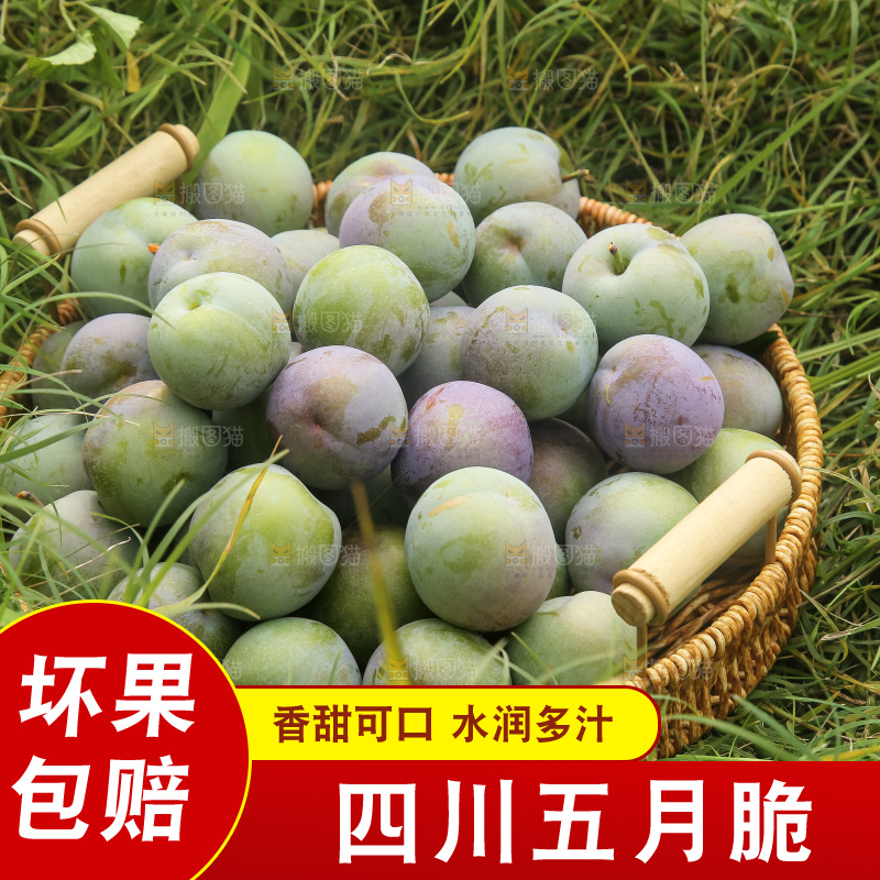 新鲜现摘的五月脆李