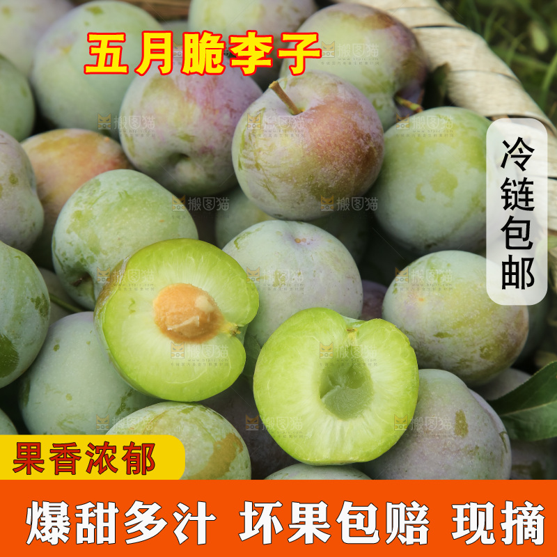 新鲜现摘的五月脆李