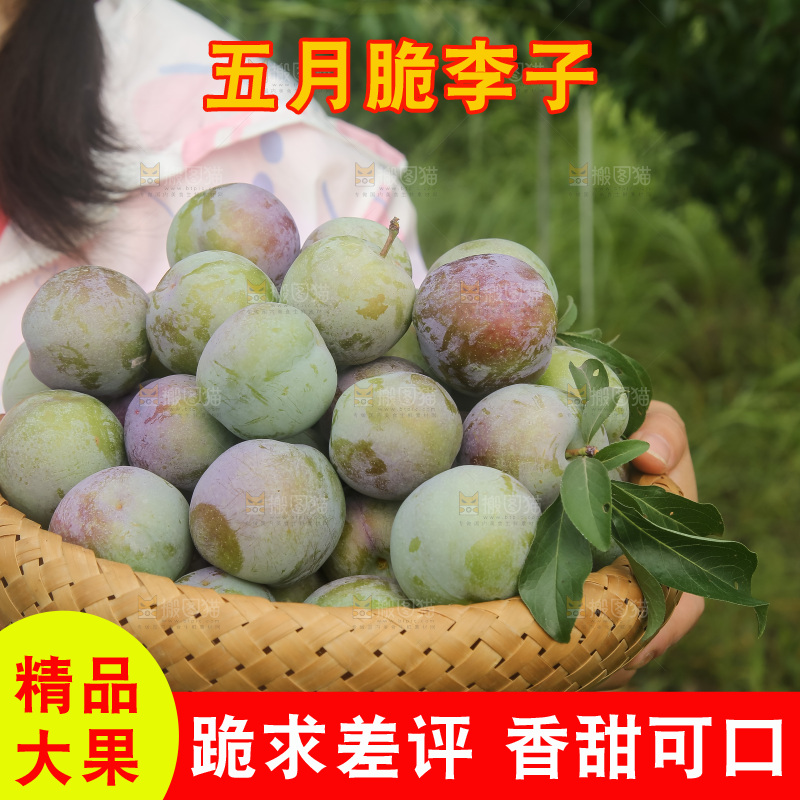新鲜现摘的五月脆李