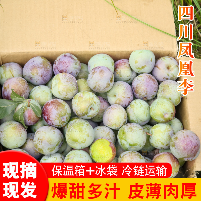新鲜现摘的五月脆李