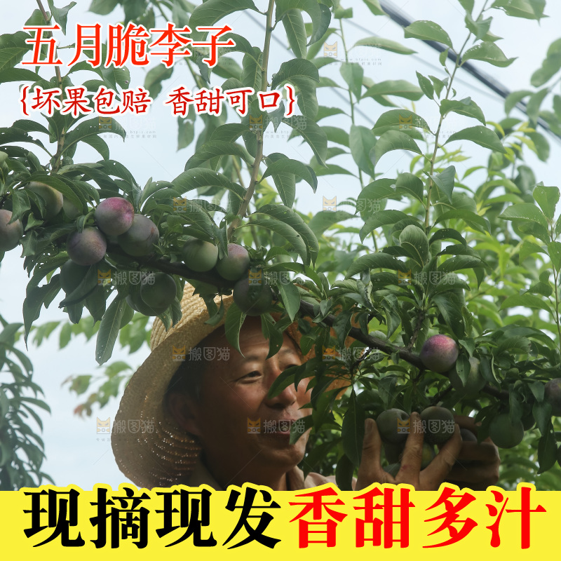 树上的五月脆李