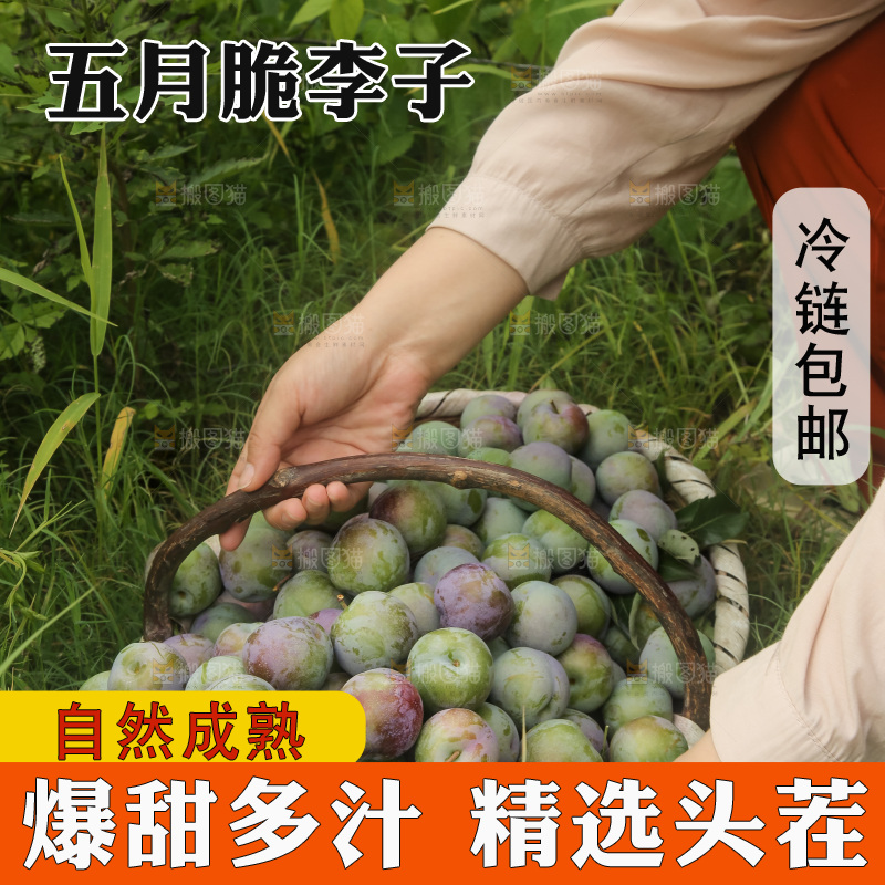 新鲜现摘的五月脆李
