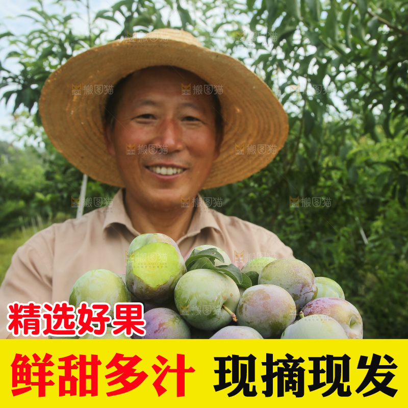 新鲜现摘的五月脆李