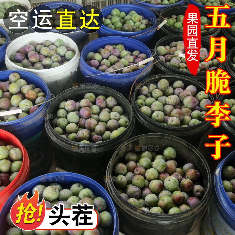 新鲜现摘的五月脆李