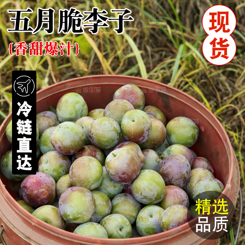 新鲜现摘的五月脆李