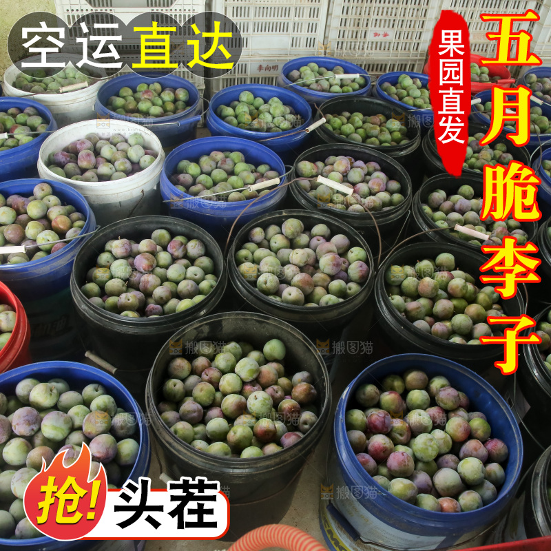 新鲜现摘的五月脆李