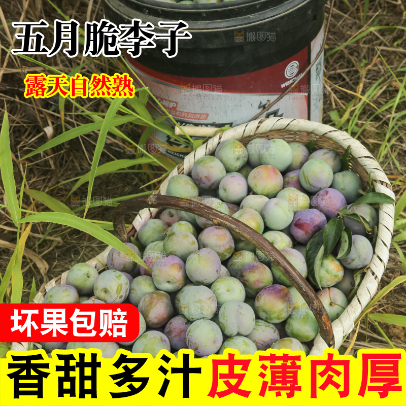 新鲜现摘的五月脆李