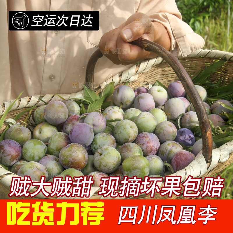 新鲜现摘的五月脆李