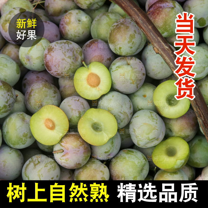 新鲜现摘的五月脆李