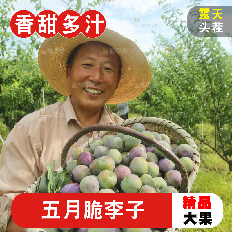 新鲜现摘的五月脆李