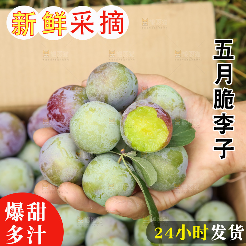 新鲜现摘的五月脆李