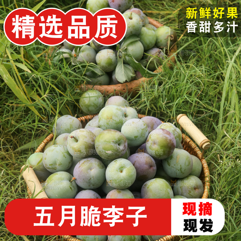 新鲜现摘的五月脆李