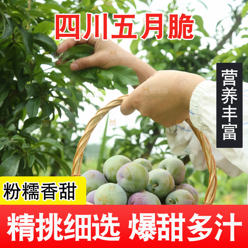 新鲜现摘的五月脆李