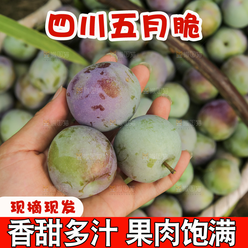 新鲜现摘的五月脆李