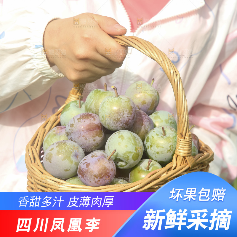 新鲜现摘的五月脆李