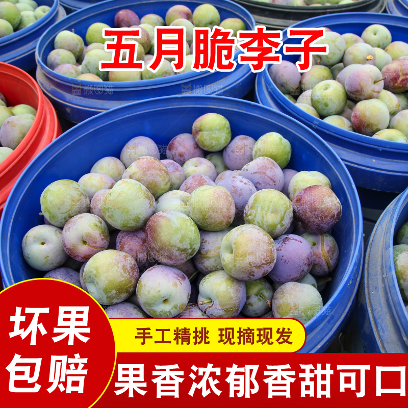 新鲜现摘的五月脆李