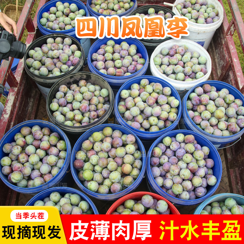 新鲜现摘的五月脆李