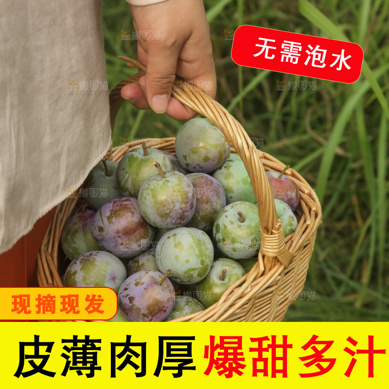 新鲜现摘的五月脆李