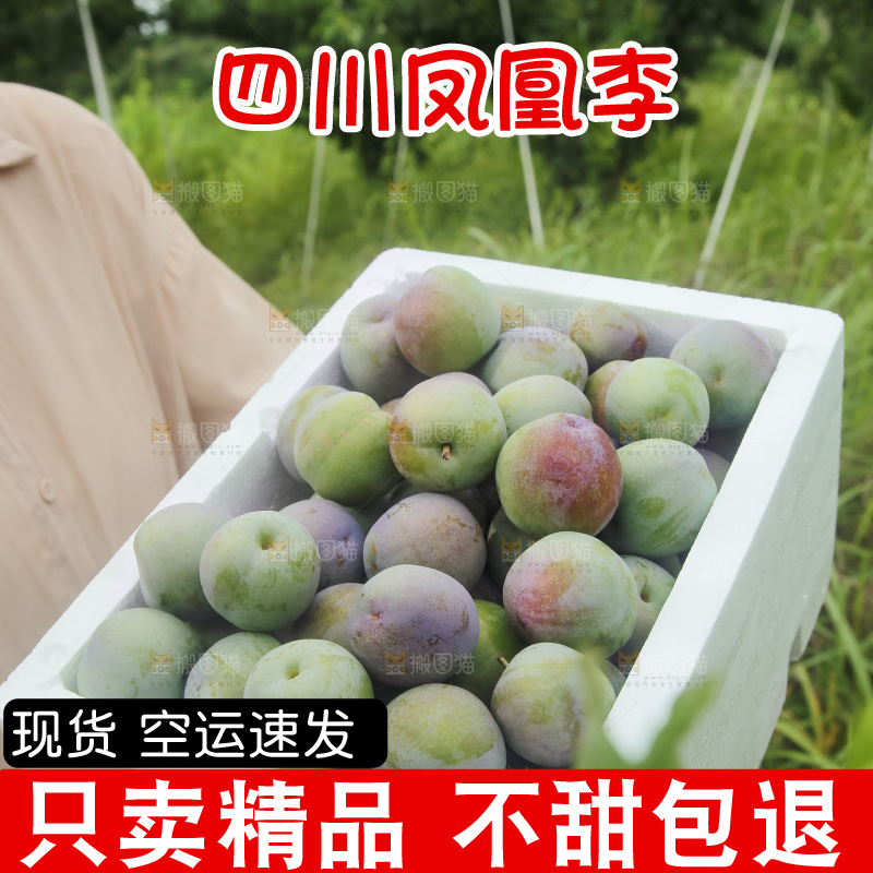 新鲜现摘的五月脆李
