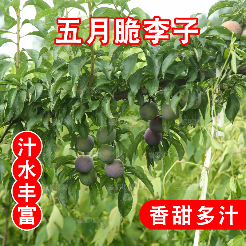 树上的五月脆李