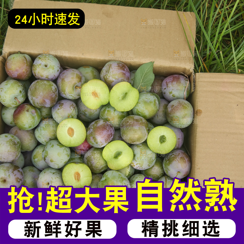 新鲜现摘的五月脆李
