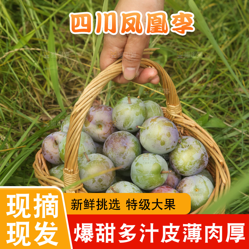 新鲜现摘的五月脆李