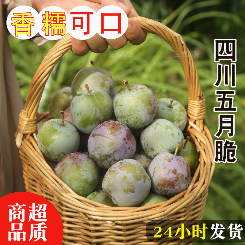 新鲜现摘的五月脆李