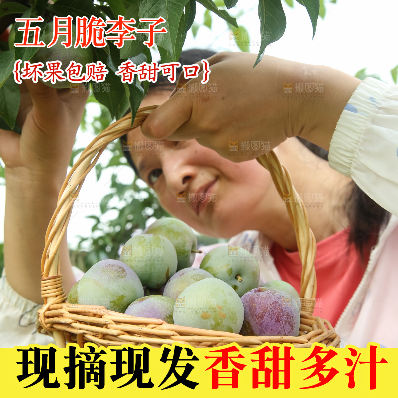 新鲜现摘的五月脆李