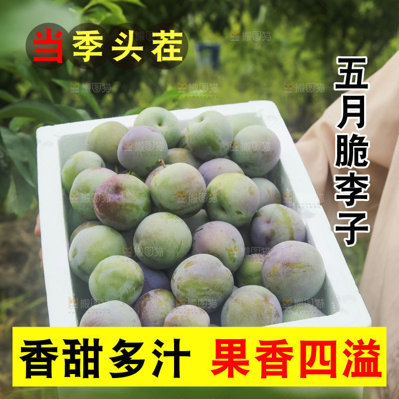 新鲜现摘的五月脆李