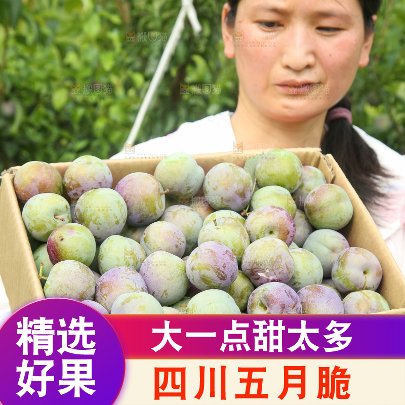 新鲜现摘的五月脆李