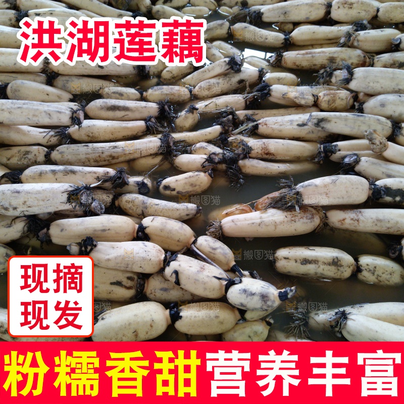 摆放整齐的莲藕