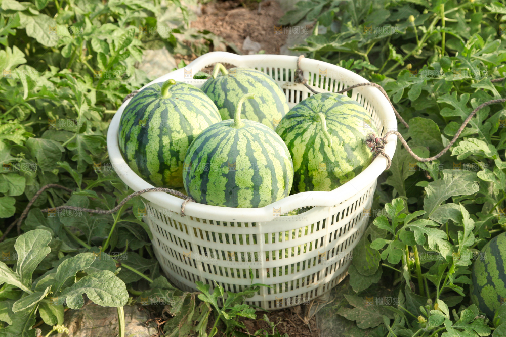 地里新鲜现摘大西瓜