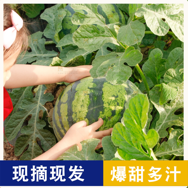 地里新鲜现摘大西瓜