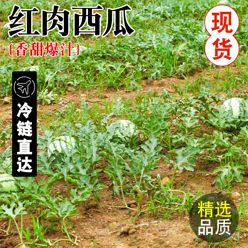 地里新鲜现摘大西瓜