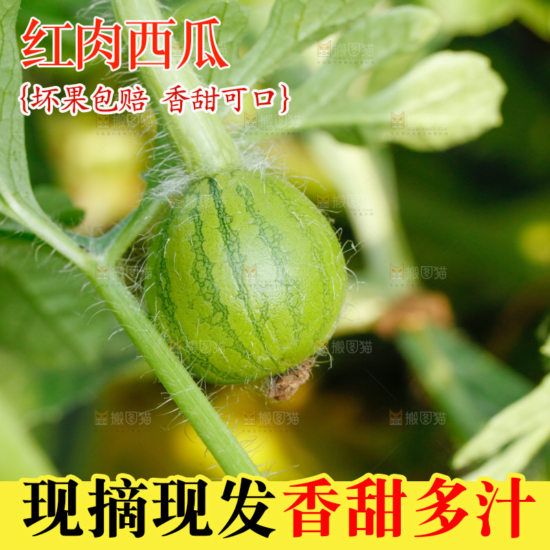 地里新鲜现摘大西瓜
