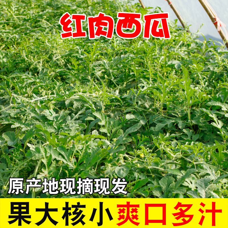 地里新鲜现摘大西瓜