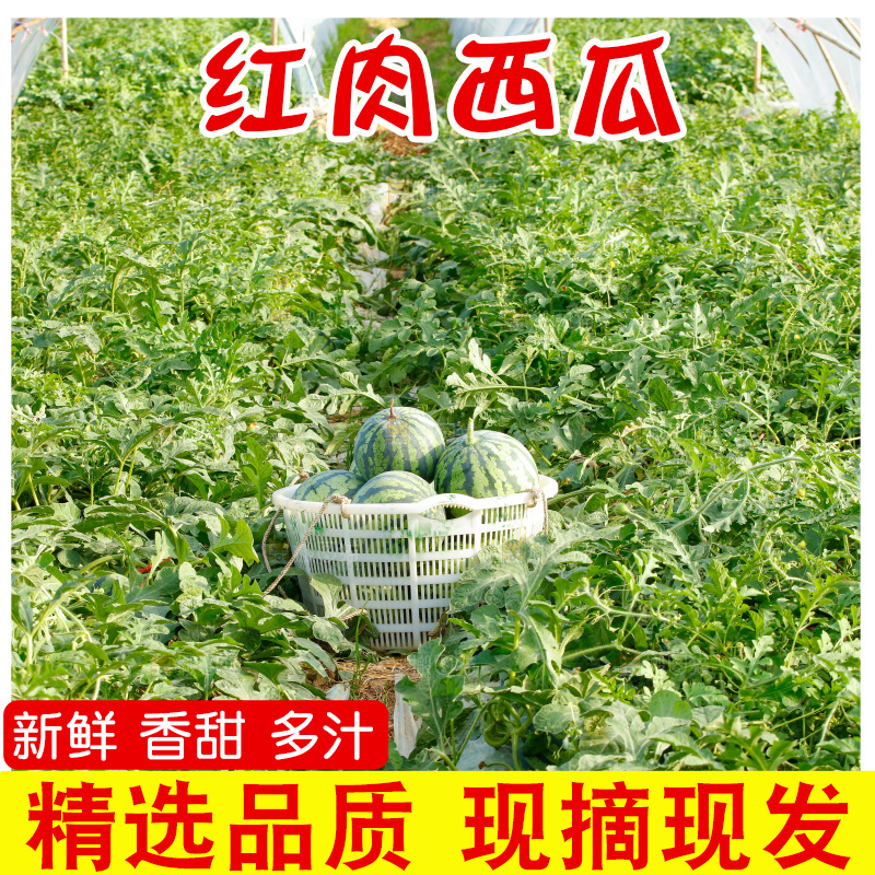 地里新鲜现摘大西瓜
