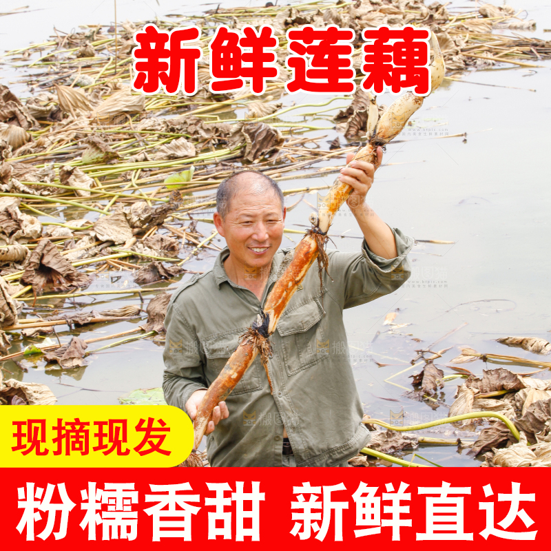 荷塘现挖莲藕