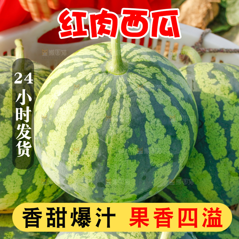地里新鲜现摘大西瓜
